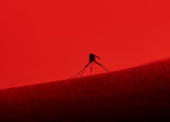 Zika mosquito